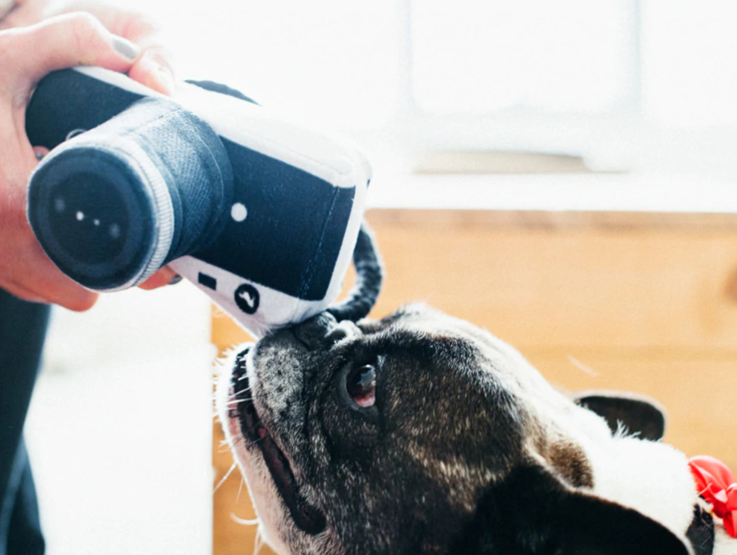 Hundespielzeug - Kamera